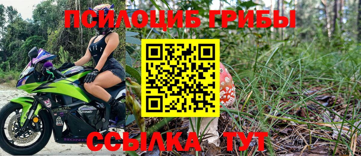 Галлюциногенные грибы Psilocybine cubensis Великие Луки